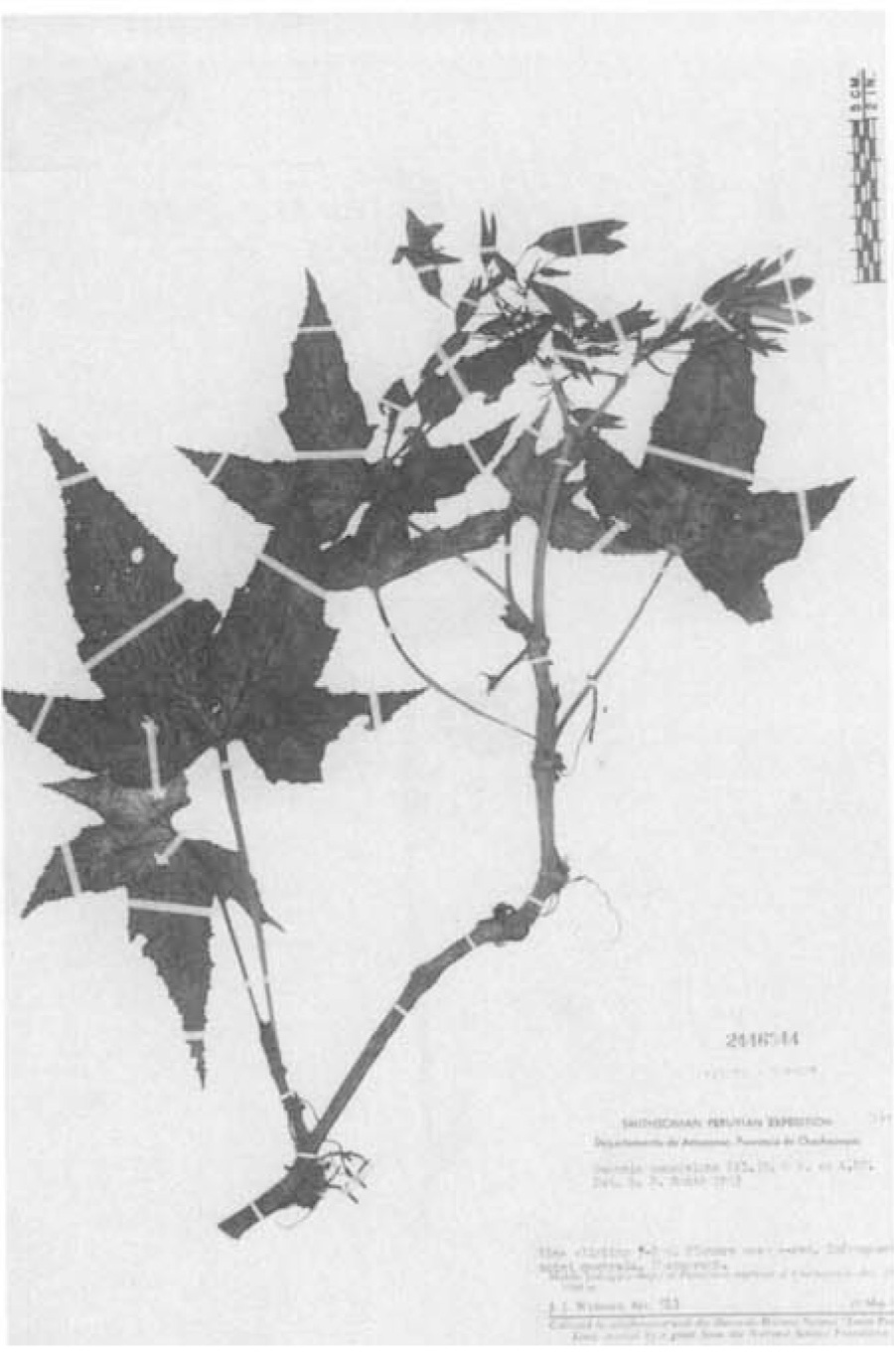 B. monadelpha var. monadelpha